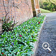 flower beds and border maintenance image and link